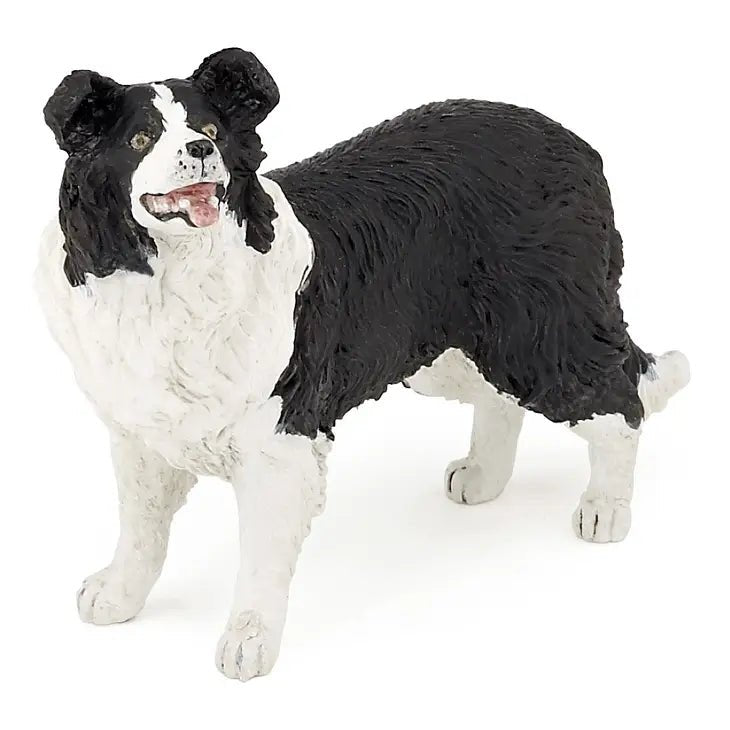 Dog - Border Collie - Tadpole