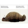 I Want My Hat Back - Tadpole